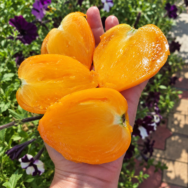 540 Yellow Beak Tomato, 5 Seeds