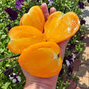 540 Yellow Beak Tomato, 5 Seeds
