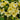 Hezhichun Yellow Nasturtium Seeds, 10g