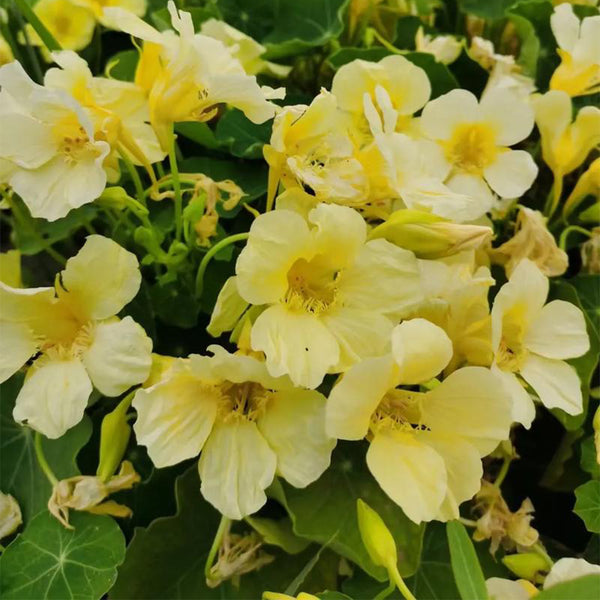Hezhichun Yellow Nasturtium Seeds, 10g