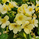 Hezhichun Yellow Nasturtium Seeds, 10g