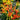 U2227 Finger Ornamental Pepper, 100 Seeds