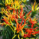U2227 Finger Ornamental Pepper, 100 Seeds
