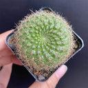 Rebutia minuscula, 3-4cm