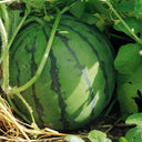“Jinxiu Tianwang” Watermelon Seeds, 200 Seeds
