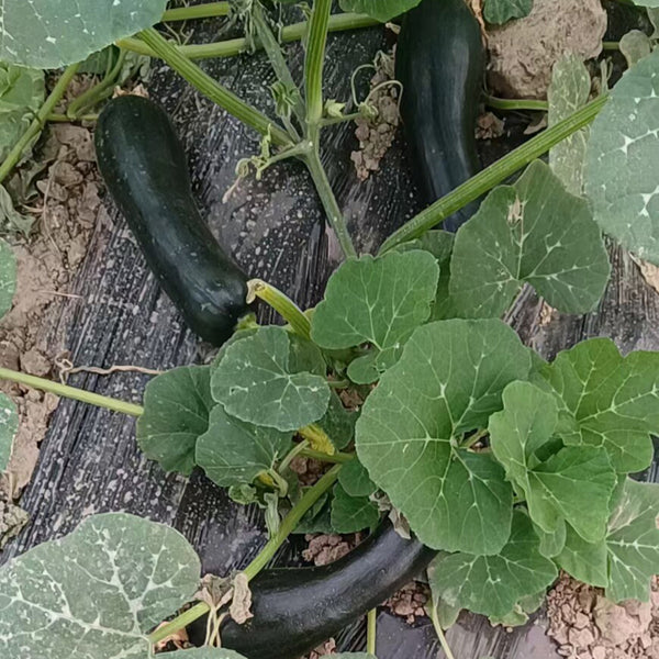 Extra-Early Mobo Squash, 15 Seeds