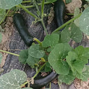 Extra-Early Mobo Squash, 15 Seeds
