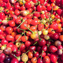 Pearl Ornamental Pepper Seeds, 200 Seeds