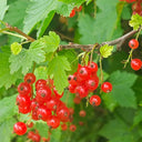 Red Currant, 10 Seeds