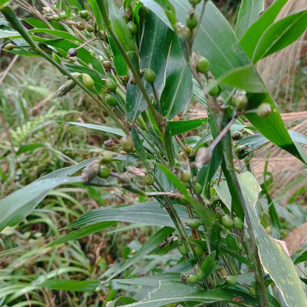 Job's Tears Seeds, 50 Seeds