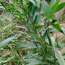 Job's Tears Seeds, 50 Seeds