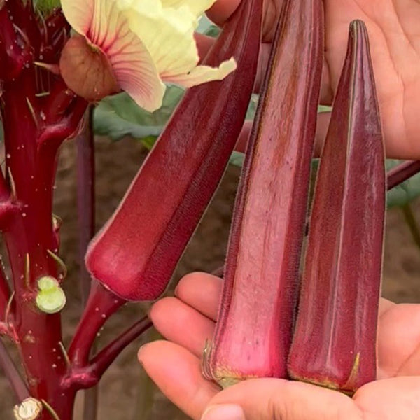 Fruit Red Okra Seeds, 10g