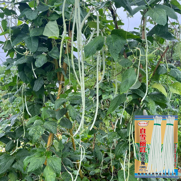 Baixue Lihong Yardlong Bean Seeds, 20g