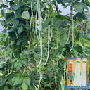 Baixue Lihong Yardlong Bean Seeds, 20g