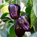 Shouhe Amethyst Sweet Pepper, 20 Seeds