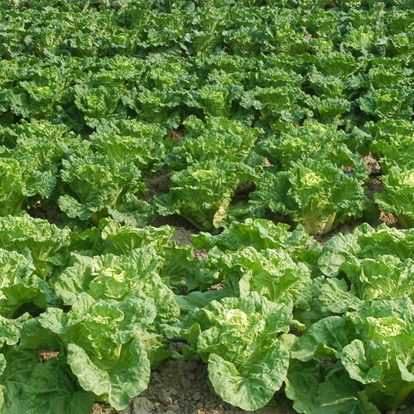 Maye Hot Pot Chinese Cabbage Seeds, 5 × 3g Bags