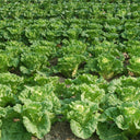 Maye Hot Pot Chinese Cabbage Seeds, 5 × 3g Bags