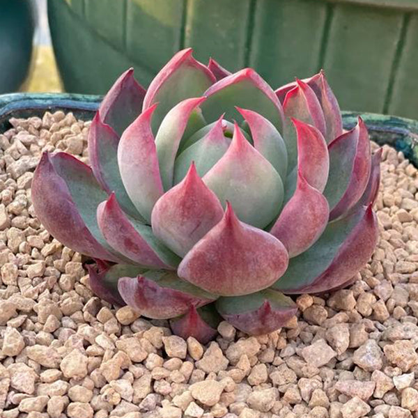 Echeveria cv. 'Fairy of Stunning Grace', 2pcs x 1-head