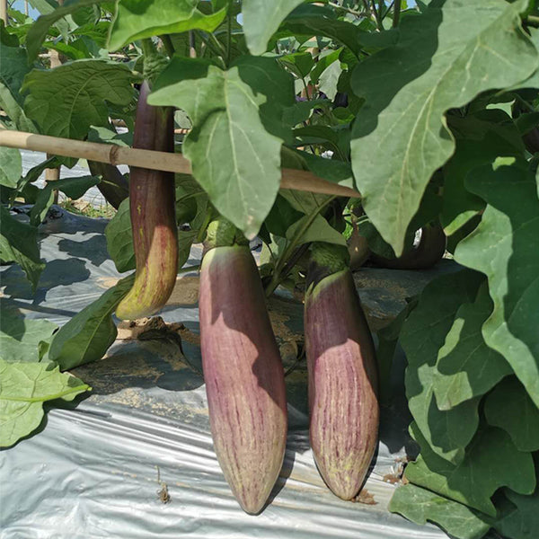 Yu Bamboo-Silk Eggplant No.881 Seeds, 8g