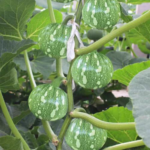 ‘Yichuanling’ Pumpkin Seeds, 20 Seeds