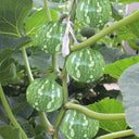 ‘Yichuanling’ Pumpkin Seeds, 20 Seeds