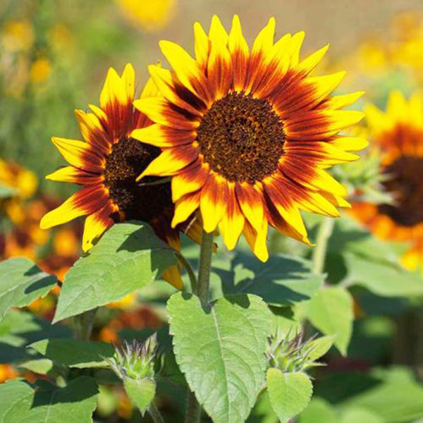 'Solar Eclipse' Ornamental Sunflower Seeds, 1g