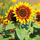 'Solar Eclipse' Ornamental Sunflower Seeds, 1g