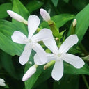 Bouncing Bet Seeds, 200 Seeds