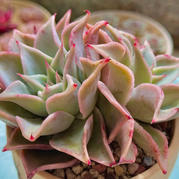 Echeveria cv. 'Dumpling Wrapper', 3pcs x 1-head