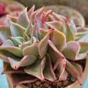 Echeveria cv. 'Dumpling Wrapper', 3pcs x 1-head