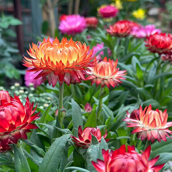 He Zhi Chun Strawflower Seeds, 1g
