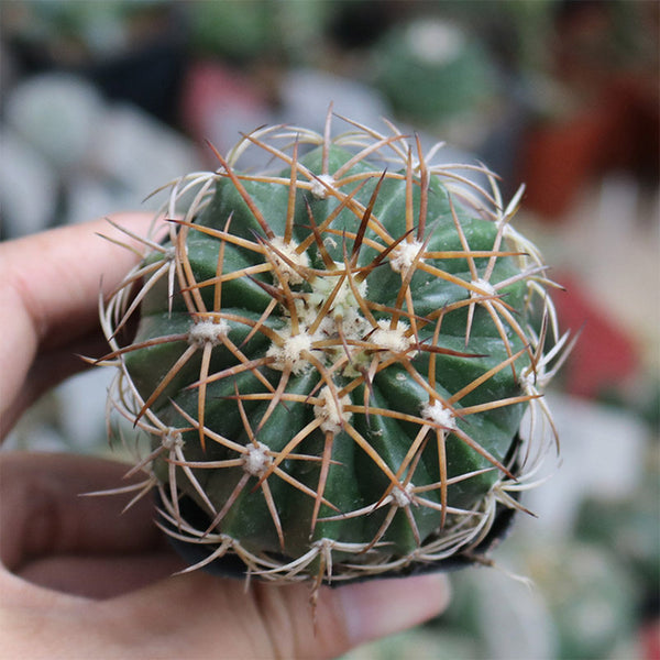 Melocactus azureus, 3-4cm