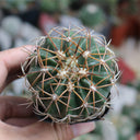 Melocactus azureus, 3-4cm