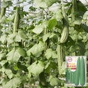 Jiemei Speckled Ridge Gourd, 20 Seeds