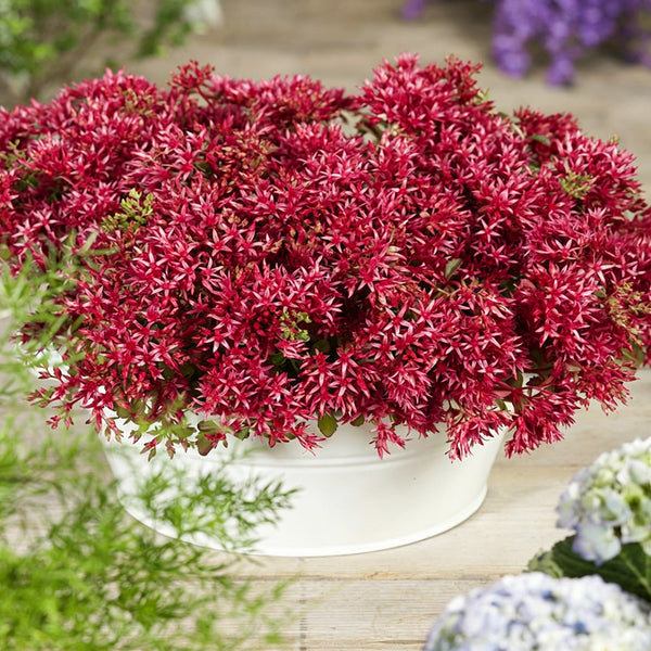 'Summer Glory' Stonecrop, 20 Seeds