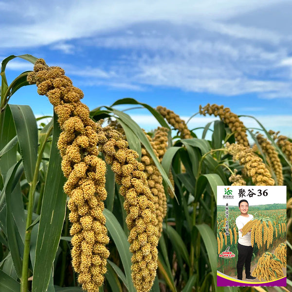 Jugu 36 Foxtail Millet Seeds, 150g