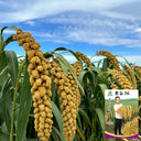 Jugu 36 Foxtail Millet Seeds, 150g