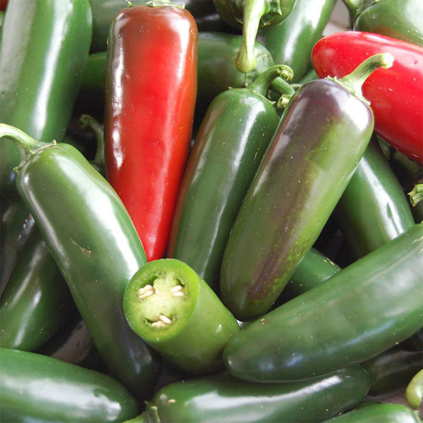 Heirloom Jalapeño Pepper, 10~20 Seeds