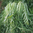Small-leaved Potherb Mustard Seeds, 10g