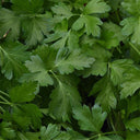 Italian Giant Parsley, 100 Seeds