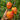 808 Orange Mango F6 Tomato, 5 Seeds