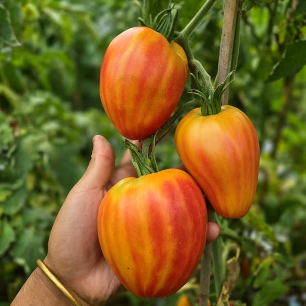 808 Orange Mango F6 Tomato, 5 Seeds