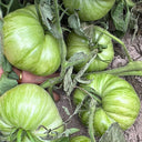 Kellogg's Breakfast Tomato, 10 Seeds