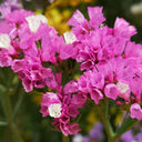 Wavyleaf Sea Lavender (Purple-red) Seeds, 200 Seeds
