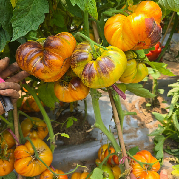 1060 Tempting Cheeks Tomato, 5 Seeds
