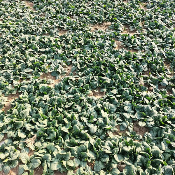 'Mobao 018' Prostrate Spinach Seeds, 20g