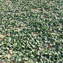 'Mobao 018' Prostrate Spinach Seeds, 20g