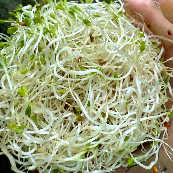 Clean Alfalfa Sprouting Seeds, 30 Grams ≈ 15000 Seeds