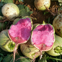 Beijing Mantanghong Radish Seeds, 10g