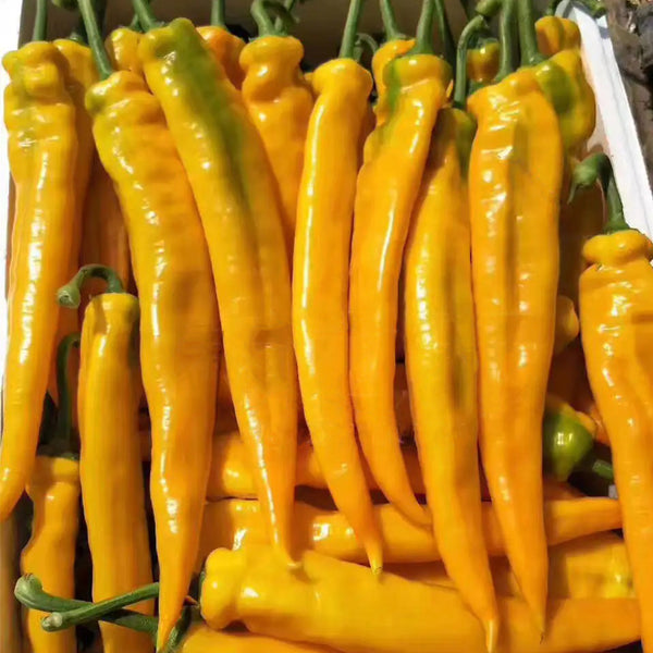 Golden Fragrant Horn Pepper Seeds, 100 Seeds